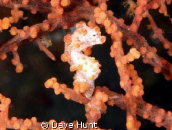 Pygmy seahorse.  60mm macro. Lembeh Strait. by Dave Hunt 